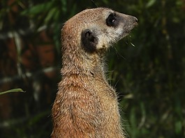 獴,動物,滑稽