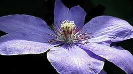 花,鐵線蓮,性質