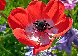 花,海葵,紅色