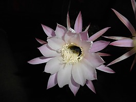 花卉,仙人掌,在晚上