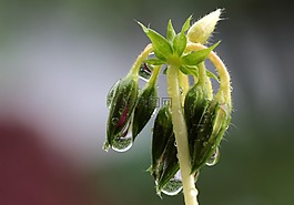 雨滴,滴,一滴水