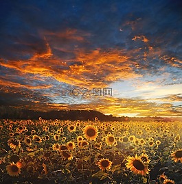 向日葵的字段,景觀,現(xiàn)場(chǎng)