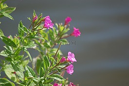 雜草叢生,花卉,春天