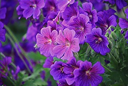 storchschnabel,鲜花,花
