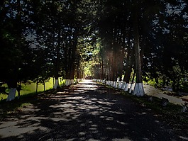 路徑,街,森林