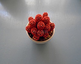 红色仙人掌,仙人掌,红色