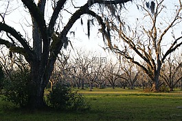 苔,樹,原野