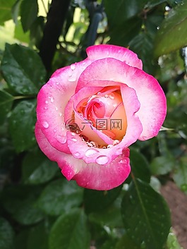 玫瑰,水,雨滴