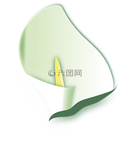 馬蹄蓮,鮮花,春