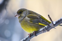 鳥,飛,動物