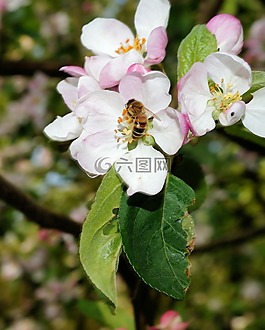 苹果花,苹果树,开花