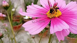自然,花,植物區(qū)系