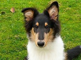牧羊犬,狗,毛皮