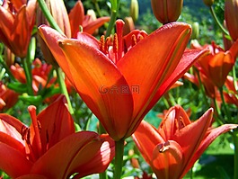 橘紅色百合,庭園,夏天花