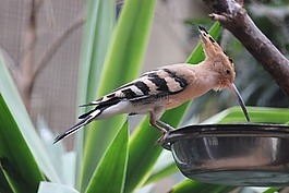鵀,鳥,動(dòng)物園
