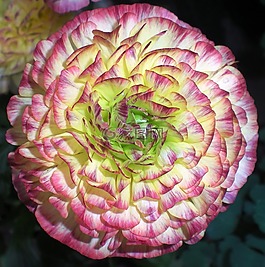花,花瓣,性質(zhì)