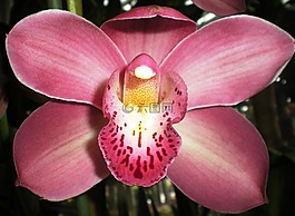 蘭花,花,性質(zhì)