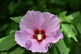 鮮花,槿,粉紅色的芙蓉