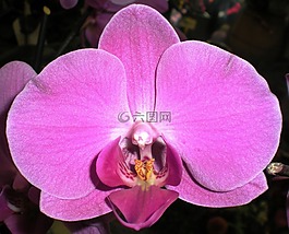 蘭花,性質(zhì),花