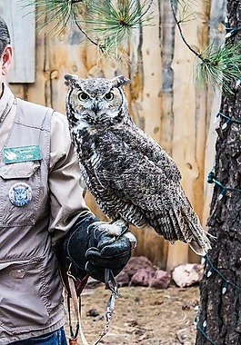 貓頭鷹,動(dòng)物園,訓(xùn)練有素