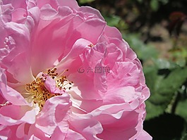 特寫,花,自然