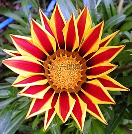 花瓣,性質(zhì),美容