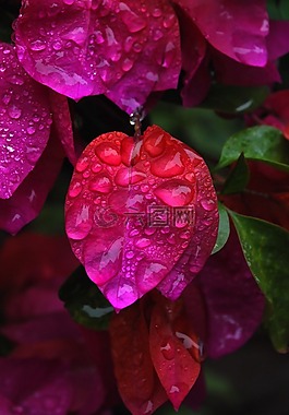 花,水,拖放
