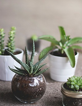 葉子,綠色,植物
