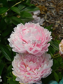 鮮花,野花,花的
