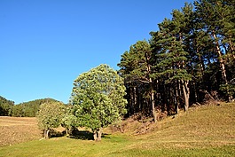 森林,草,kaçkars