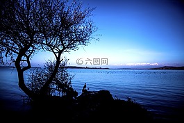 鳥,湖,土耳其