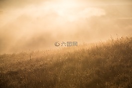 自然,景觀,草