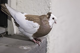 鳥,冬天,自然