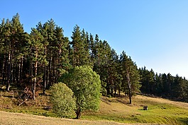 森林,草,kaçkars