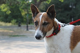 杰克,杰克羅素,狗