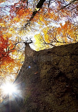 秋,櫸木,太陽(yáng)