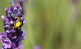 熏衣草,蜘蛛,花