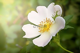 野生花卉,白,花