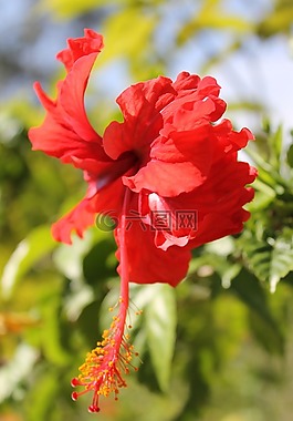 花,自然,花的