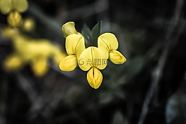 花卉,布卢姆,山区花
