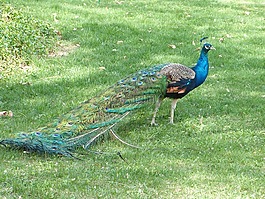 孔雀,鳥,草