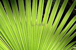 廠,綠色,棕櫚