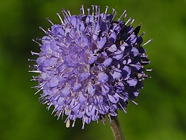 開花,紫,鮮花