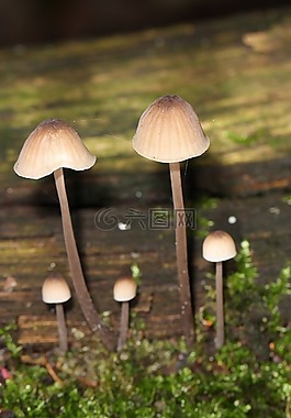 性質(zhì),蘑菇,秋季
