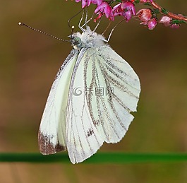 蝴蝶,性質(zhì),bug
