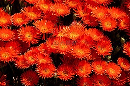 pigface,鲜花,盛开