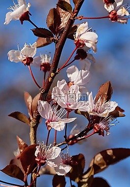花,樹,自然
