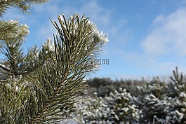 冬天,福雷斯特,雪