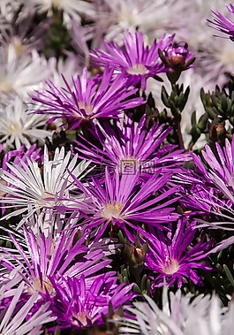 pigface,鲜花,盛开