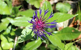 knapweed,山被压垮,复合材料